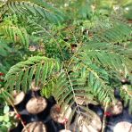 Albízia ružová (Albizia Julibrissin) ´OMBRELLA BOUBRI´® - výška 30-50 cm, kont. C2L 